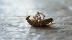 Gelové domy prosperují od švábů